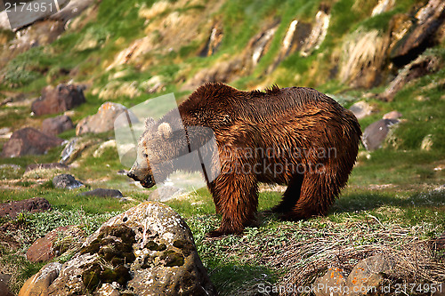 Image of Brown bear,Kamchatka, "Kronotsky reserve"