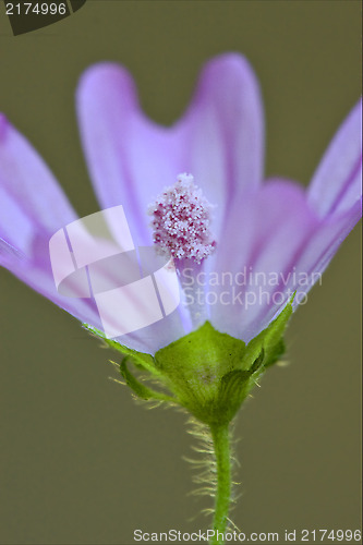 Image of violet trimestris 