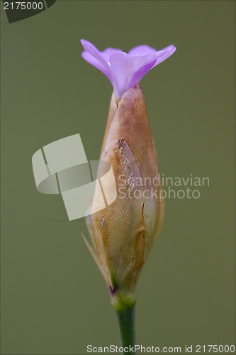 Image of  flowering  malvacee