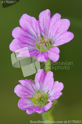 Image of lavatera arborea