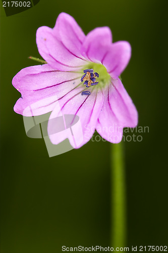 Image of macro close of violet 