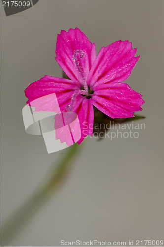 Image of macro close of  a violet pink geranium dissectum