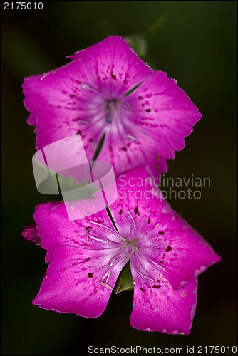 Image of  violet pink geranium