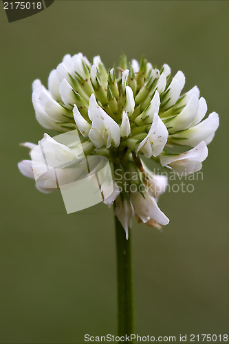 Image of  close of  a yellow white leguminose