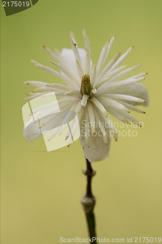 Image of  leguminose  in green background 