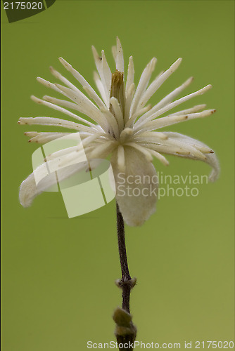 Image of macro close of  a yellow white leguminose 