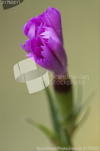 Image of pink  violet  geranium dissectum cariofillacee 
