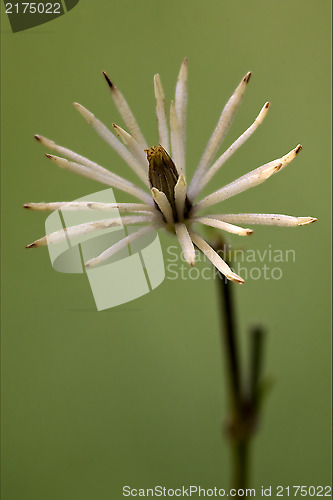 Image of  white leguminose  in green background 