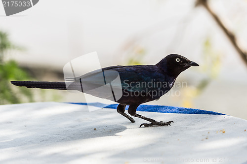 Image of The one legged dark blue Superb Starling