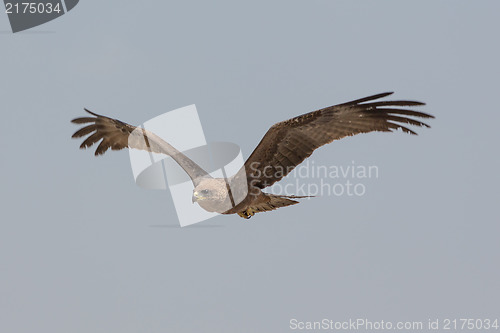 Image of Amora in flight