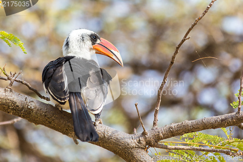 Image of Red-billed Hornbill