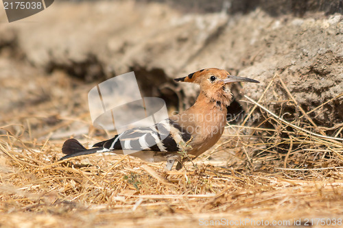 Image of Hoopoe