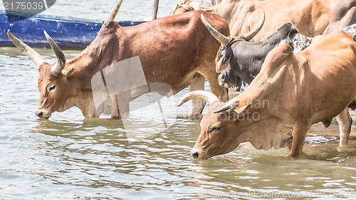 Image of Cattle drinking water