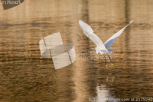 Image of Little Egret in flight