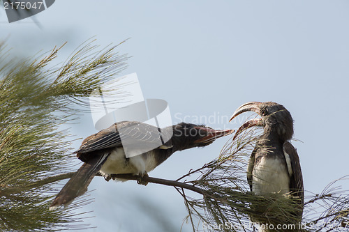 Image of Two African Grey Hornbills fighting with their beak