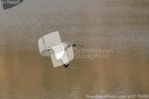 Image of White Ibis in flight