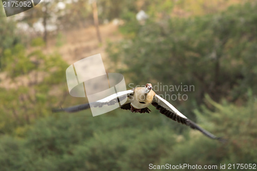 Image of Egyptian Goose in flight