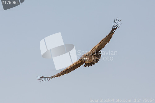 Image of Vulture in flight