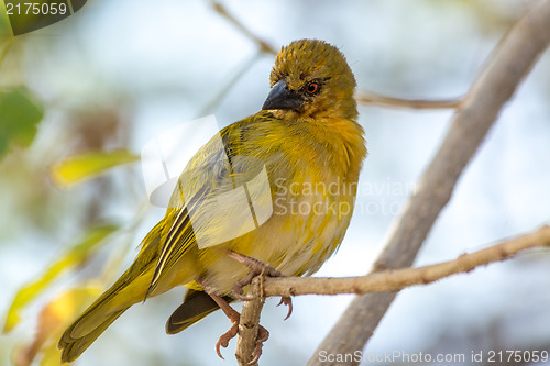 Image of Rüppell's Weaver