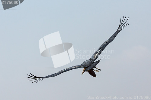 Image of Marabou Stork in flight