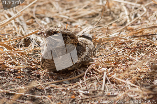 Image of Slender-tailed Nightjar 