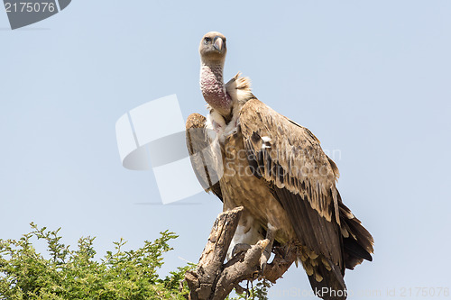 Image of Vulture