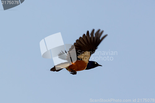 Image of Superb Starling during flight