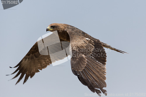 Image of Amora in flight