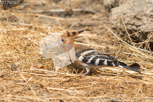 Image of Hoopoe