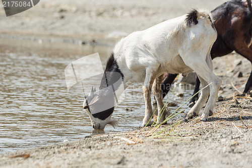 Image of Goats drinking water