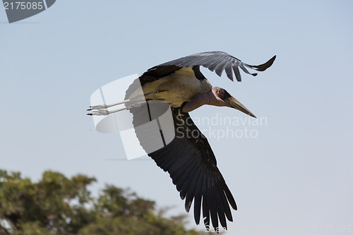 Image of Marabou Stork in flight