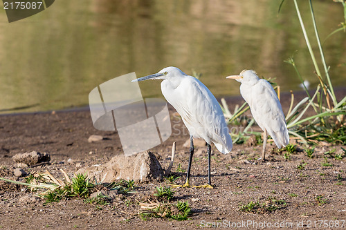 Image of Little Egrets