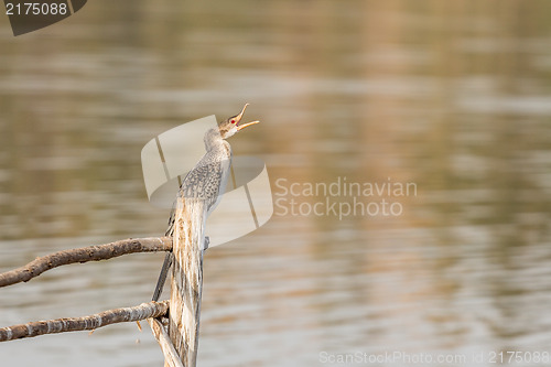 Image of Great Cormorant