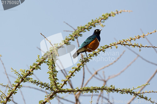 Image of Superb Starling