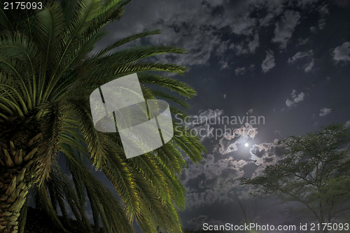 Image of Palm tree