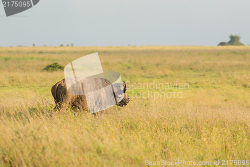 Image of Buffalo in the wild