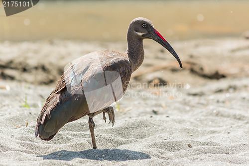 Image of Wattled Ibis 