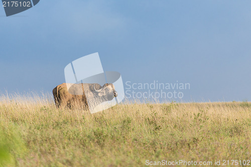 Image of Buffalo in the wild