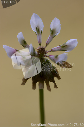 Image of  leguminose  in brown background 