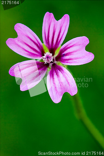 Image of  malva 