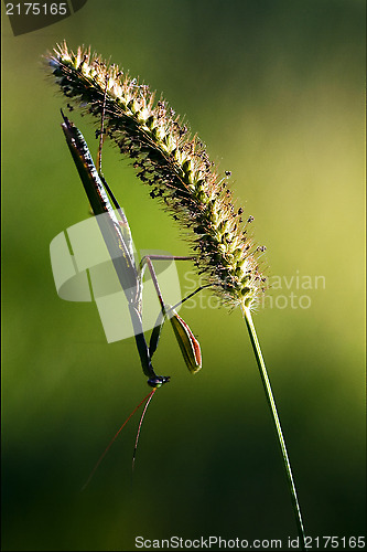 Image of shadow side of praying mantis 