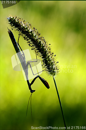 Image of shadow mantodea  close 