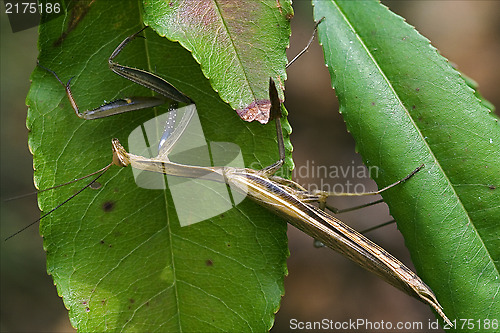 Image of mantodea  in  bush