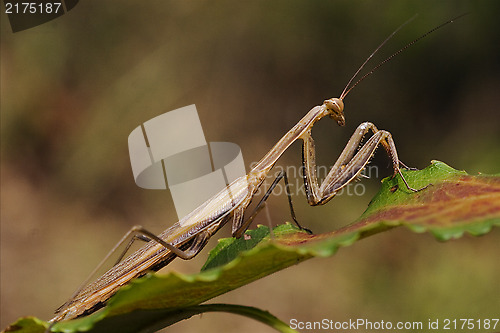 Image of  mantodea on  green