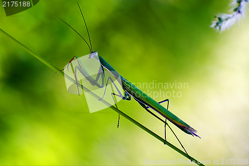 Image of praying mantis mantodea on  green 