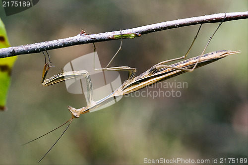 Image of praying mantis mantodea on a green brown branch 