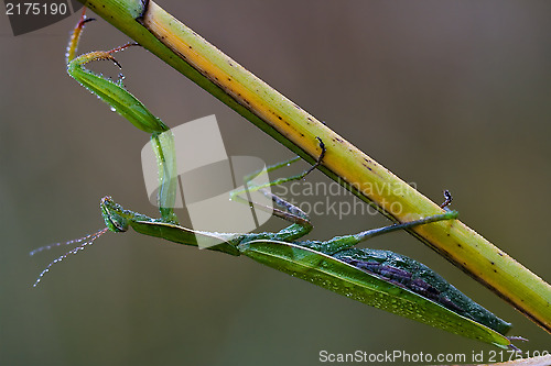 Image of wild side  praying mantis mantodea 