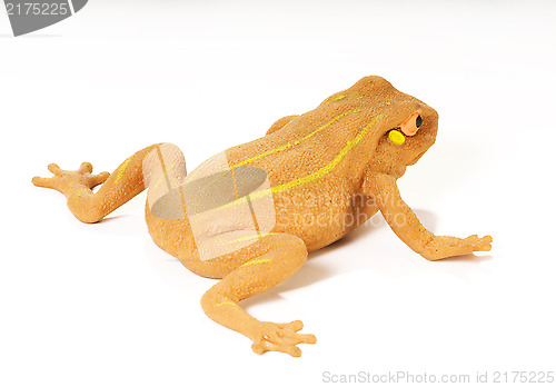 Image of frog