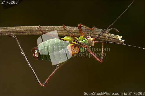 Image of close up of grasshopper Orthopterous Tettigoniidae 