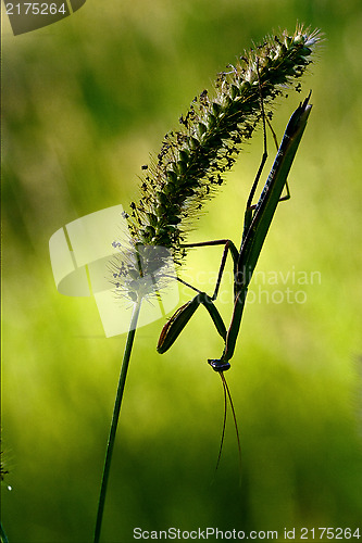 Image of shadow  side of praying mantis